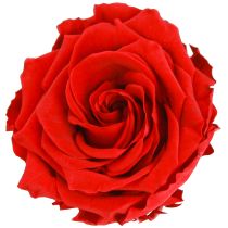 Artikel Äkta roshuvuden Infinity Roses Röda Premium Ø8,5cm 4 st