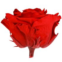 Artikel Äkta roshuvuden Infinity Roses Röda Premium Ø8,5cm 4 st