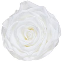 Artikel Äkta roshuvuden Infinity Roses Vita Premium Ø8,5cm 4 st