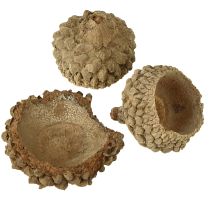 Artikel Ekollonhattar naturliga dekorativa ekollon för hantverk 1,5 cm 200 g