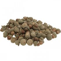 Ekollon för att dekorera, höstpynt, höstens frukter såklart Ø1,5 - 2,5cm L1,5 - 3cm 300g