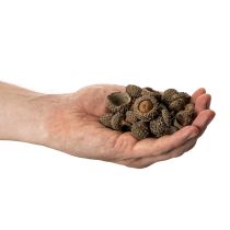 Artikel Naturliga ekollonhattar, dekorativa skålar för höst och advent, 2 cm, 300 g
