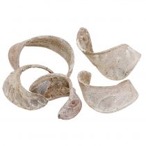 Artikel Elephant Ear White tvättad 25 st