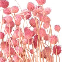 Artikel Jordgubbstistel dekoration gammalrosa torkade blommor rosa 50cm 100g