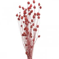 Torkade blommor Torkad tistel Jordgubbstistel Ljusrosa 100g