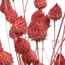 Torkade blommor Torkad tistel Jordgubbstistel Ljusrosa 100g