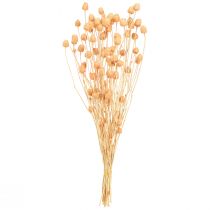 Artikel Jordgubbstistel torr dekoration tistlar i lax 55cm 100g