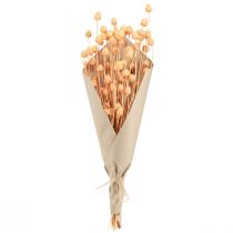 Artikel Jordgubbstistel torr dekoration tistlar i lax 55cm 100g