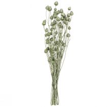 Artikel Jordgubbstistel i metallic grön Ø1cm–2cm L55cm 100g