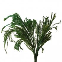 Artikel Erika moss dekorativ mossgrön naturlig dekoration torkad 20-35cm 400g