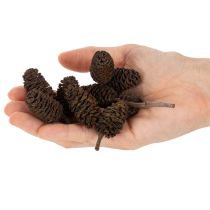 Artikel Naturliga alkottar, lösa, för dekoration, 3 cm, 300 g, naturbrun.