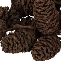 Artikel Naturliga alkottar, lösa, för dekoration, 3 cm, 300 g, naturbrun.