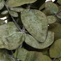 Artikel Konserverade dekorativa grenar och blad av eukalyptus, rund torkad dekoration, grön, 150 g