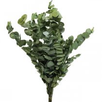 Eucalyptus Konserverade Grenar Blad Runda Gröna 150g