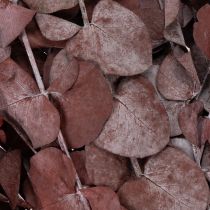Artikel Eukalyptusgrenar, konserverad eukalyptus, torkade blommor, röda, 75 cm, 150 g