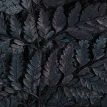 Artikel Ormbunkedekoration Äkta ormbunksblad Svarta Konserverade 45cm 10 st