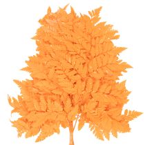 Artikel Torkade och konserverade ormbunksblad för blomster- och höstdekorationer, 42 cm, 10 stycken