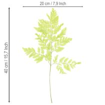 Artikel Ormbunkar: Konserverat, högkvalitativt naturmaterial för långvariga dekorationsprojekt, 40 cm, 10 stycken