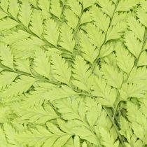 Artikel Ormbunkar: Konserverat, högkvalitativt naturmaterial för långvariga dekorationsprojekt, 40 cm, 10 stycken