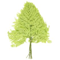 Artikel Ormbunkar: Konserverat, högkvalitativt naturmaterial för långvariga dekorationsprojekt, 40 cm, 10 stycken