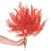 Artikel Ormbunkar, konserverade torkade blommor, höstdekoration, 60 cm, 10 stycken