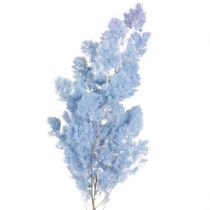 Artikel Fjädersparris Sparris Torrdekoration Ljusblå 55-70cm 100g