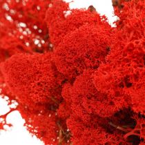 Dekorativ moss röd renmossa för hantverk 400g