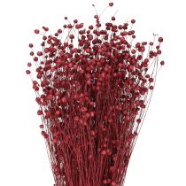Artikel Lin Bordeauxröd torkad dekoration torkade blommor L55cm 80g