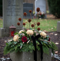 Artikel Glabrum Leucospermum Torkade Blommor 25-40cm 25 st