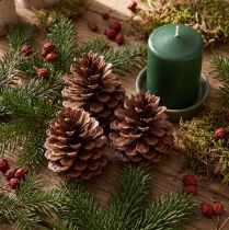 Artikel Kottar (Pinus maritima), maritima tallkottar, dekorativa, 12-13 cm, 3 stycken