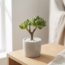Artikel Suckulent Echeveria artificiell Grön H15cm