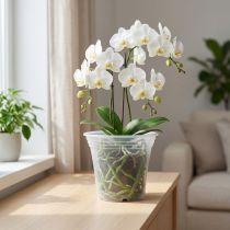Artikel Plastkruka “Irys” transparent Ø17cm 1 st