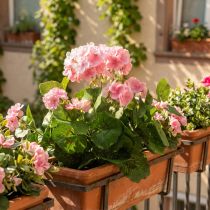 Artikel Pelargon konstgjord blomma Rosa pelargonbuske konstgjord 7 blommor H38cm