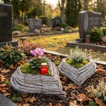 Artikel Plantera hjärtrottingrankor i naturvit 13cmx14cm 2st