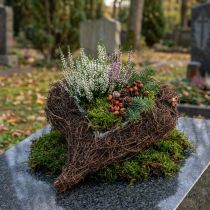 Artikel Vinehjärta för plantering av naturen 30cm x 25cm