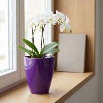 Artikel Orkidékruka, blank, Ø12,5 cm, violett