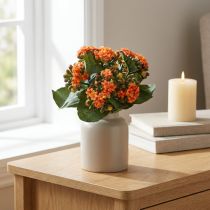 Artikel Flaming Käthchen Kalanchoe konstgjord apelsin 24cm