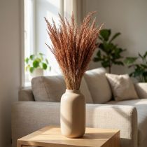 Artikel Röd Böjt Gräs Agrostis Torrt Gräs Röd Brun 65cm 80g