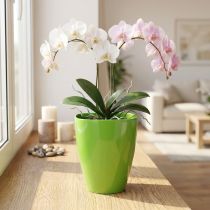 Artikel Orkidékruka blank Ø12,5cm lime 1 st