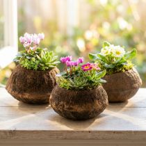 Artikel Paradise Nut Plant Kruka Naturlig Sapucaia Ø14cm H10cm 3 st