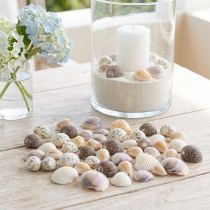 Artikel Skaldekoration mini hjärtmusslor snigelskal 1-3cm 340g