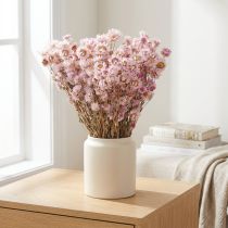 Artikel Torkade blommor knippe Torrdekoration Kamomill Rosa 65cm 50g