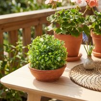 Artikel Mini buxbom boll med blommor box boll grön Ø10cm