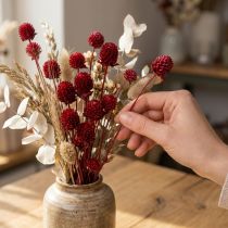 Artikel Globe amaranth Gomphrena Globosa i mörkröd L45cm 100g