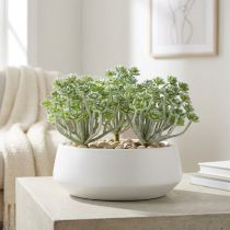 Artikel Suckulent Echeveria 17cm Grå 3 st