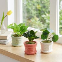 Artikel Konstgjorda gröna växter miniplantor i kruka 15cm 3st