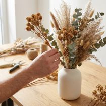Artikel Salignum gren ljusa leucadendron blommor på grenen 25 st