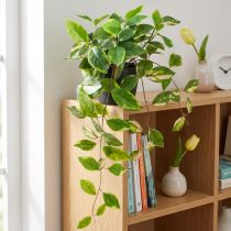 Artikel Philodendron Scindapsus med kruka, lättskött - perfekt för kontor och hem 32cm