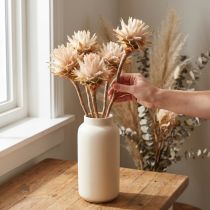 Artikel Leucospermum Plumosum Silver Tree Blossoms Light 25 st
