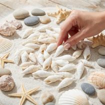 Artikel Deco sniglar vita, sjösnigel naturlig dekoration 2-5cm 1kg